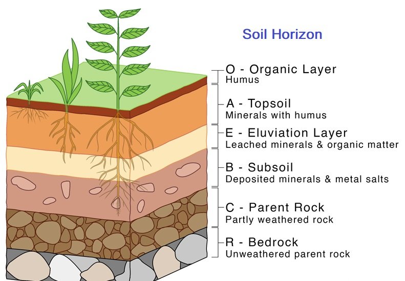 Soil Horizons